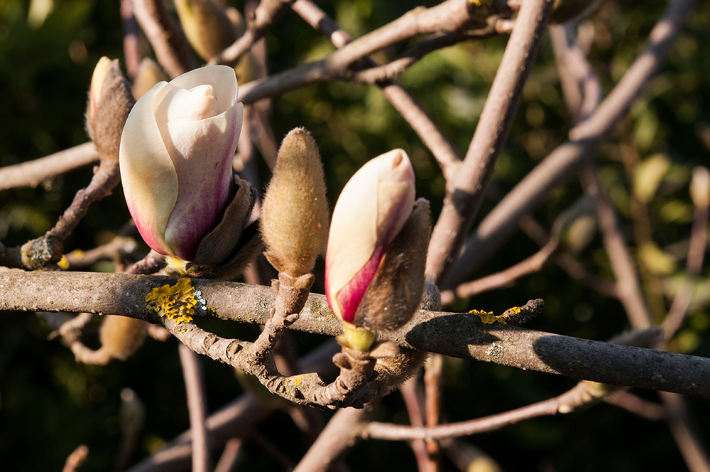 Magnolia solangeano | EG Paisajismo